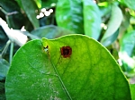 Alternaria alternata , Photographed by Amiram Levi shaked