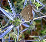 butterfly, Photographed by Amiram Levi shaked