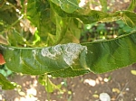 Oidium sp., Photographed by Amiram Levi shaked