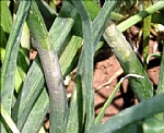 Peronospora destructor , Photographed by Amiram Levi shaked