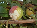 Oidium sp., Photographed by Amiram Levi shaked