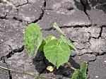 abutilon spp