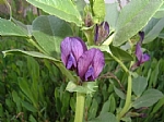 vicia peregrina