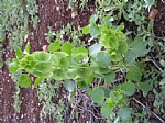 moluccella sp