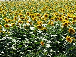 Sunflower, Photographed by Amiram Levi shaked