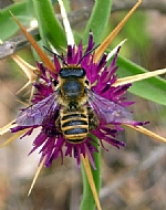 bee, Photographed by Amiram Levi shaked