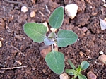 chenopodium sp