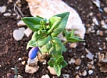 anagallis arvensis