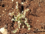 euphorbia prostrata in bloom